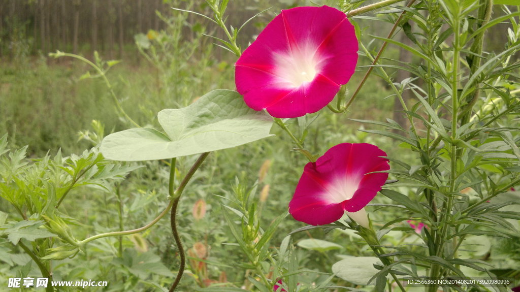 牵牛花 花卉 鲜艳