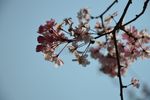 樱花、