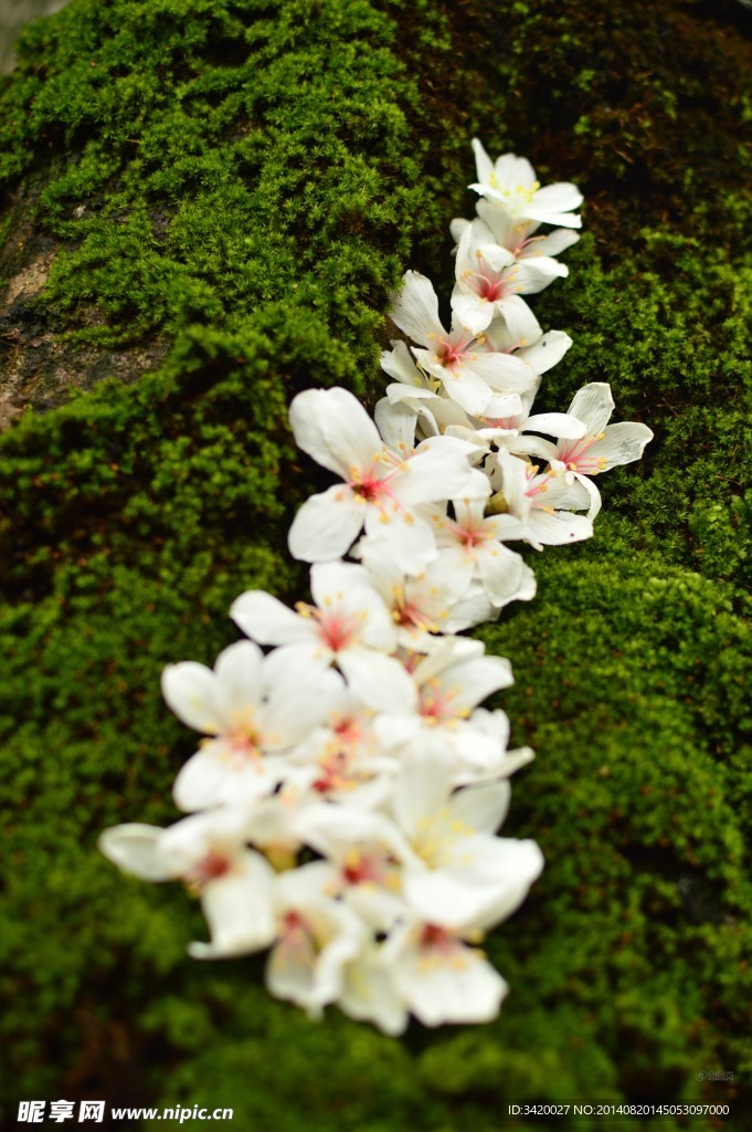 葬花