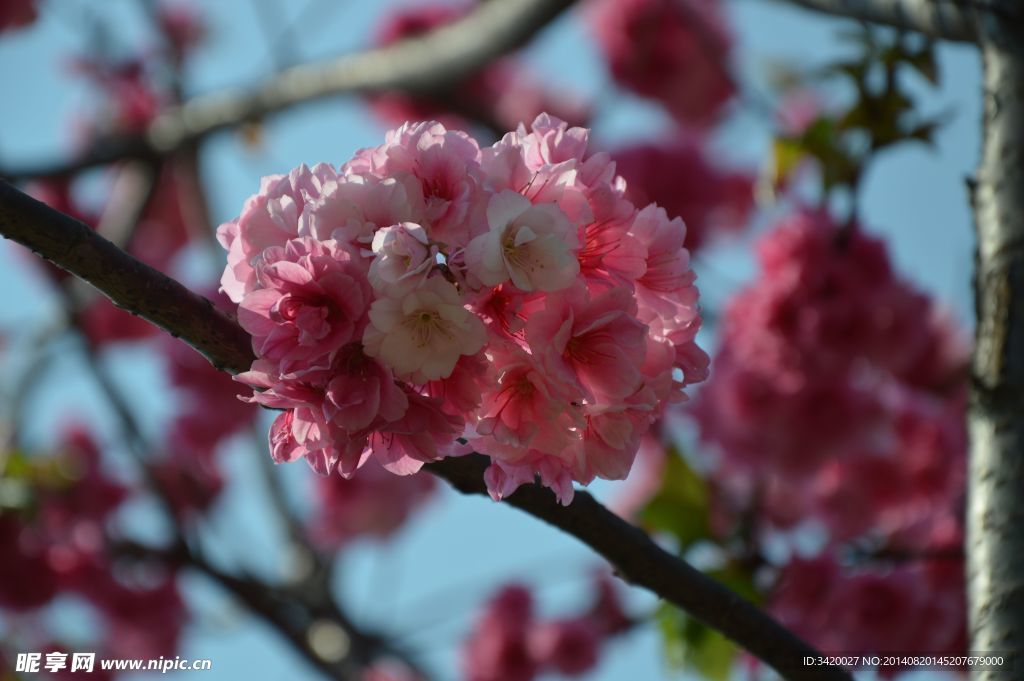 樱花