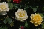 月季花