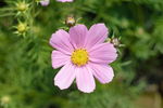 百日菊