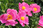 芍药花