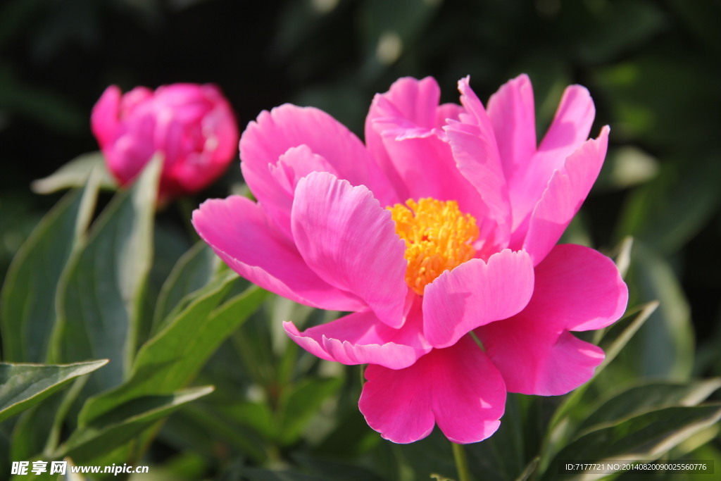 芍药