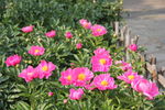 芍药
