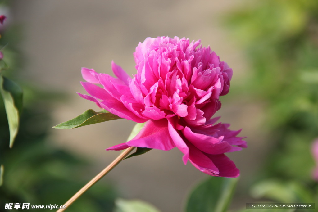 芍药