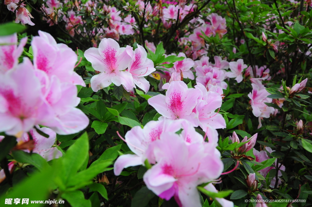 杜鹃花