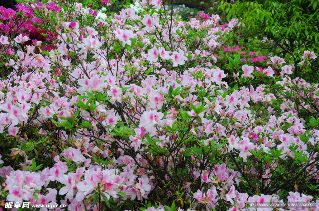 杜鹃花