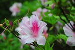 杜鹃花