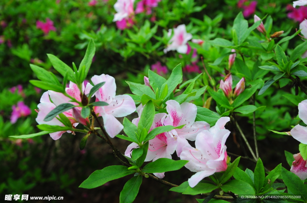 杜鹃花