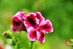 庭院小花