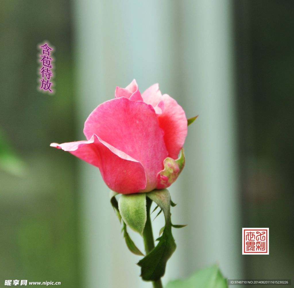 庭院小花