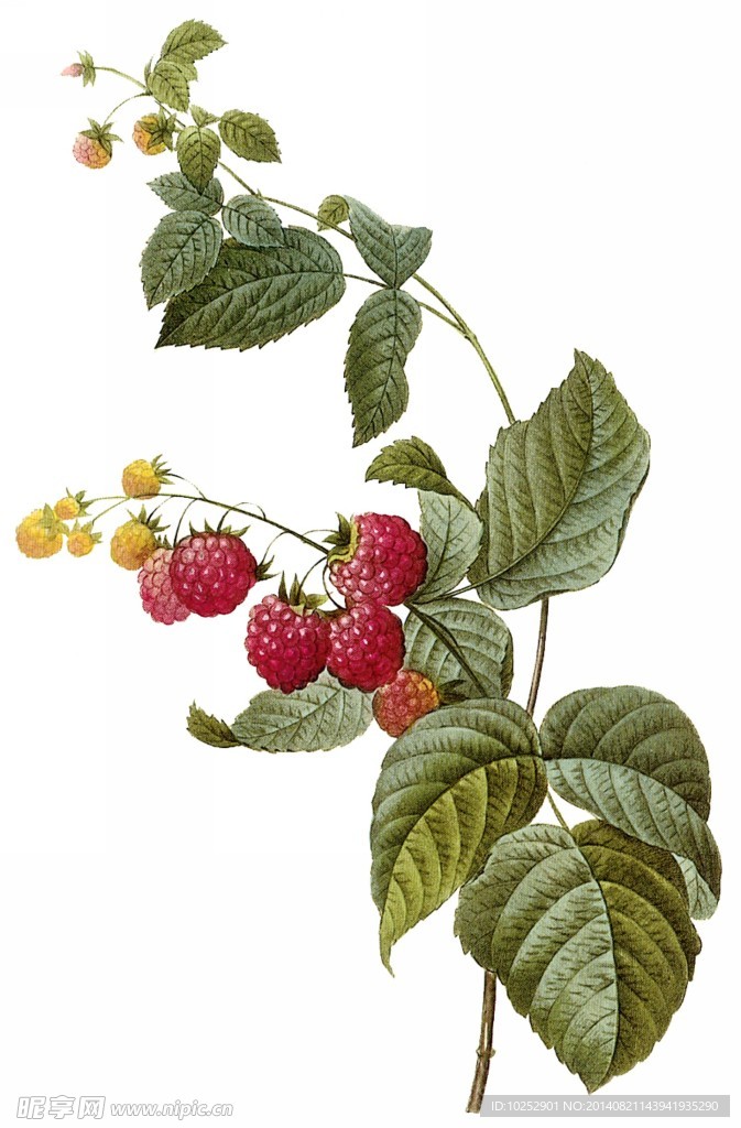 手绘树莓