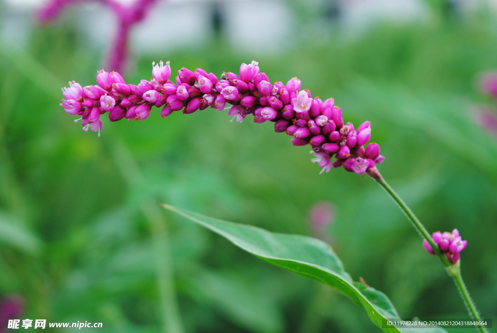 红蓼草粉红花