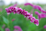红蓼草粉红花