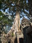 塔布隆寺的古树