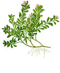 茶树