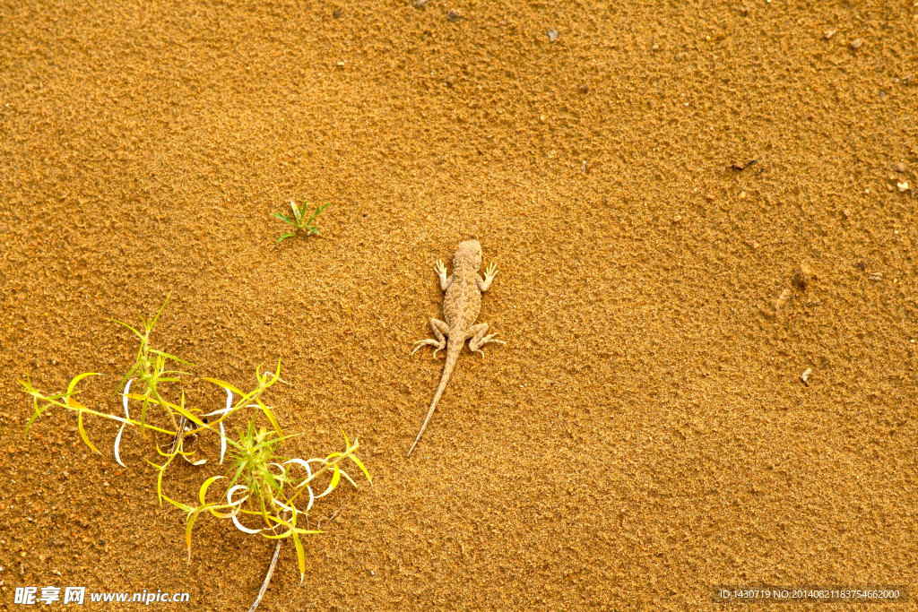 沙漠里的蜥蜴和小草