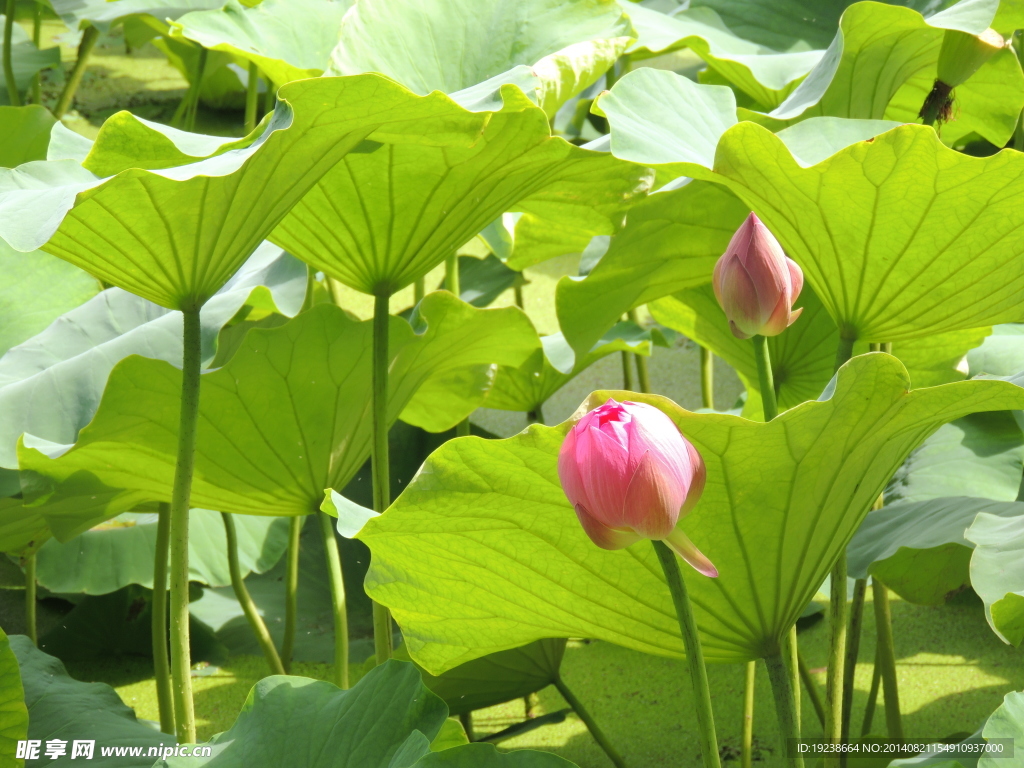 荷花