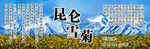 昆仑雪菊