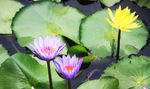 莲花