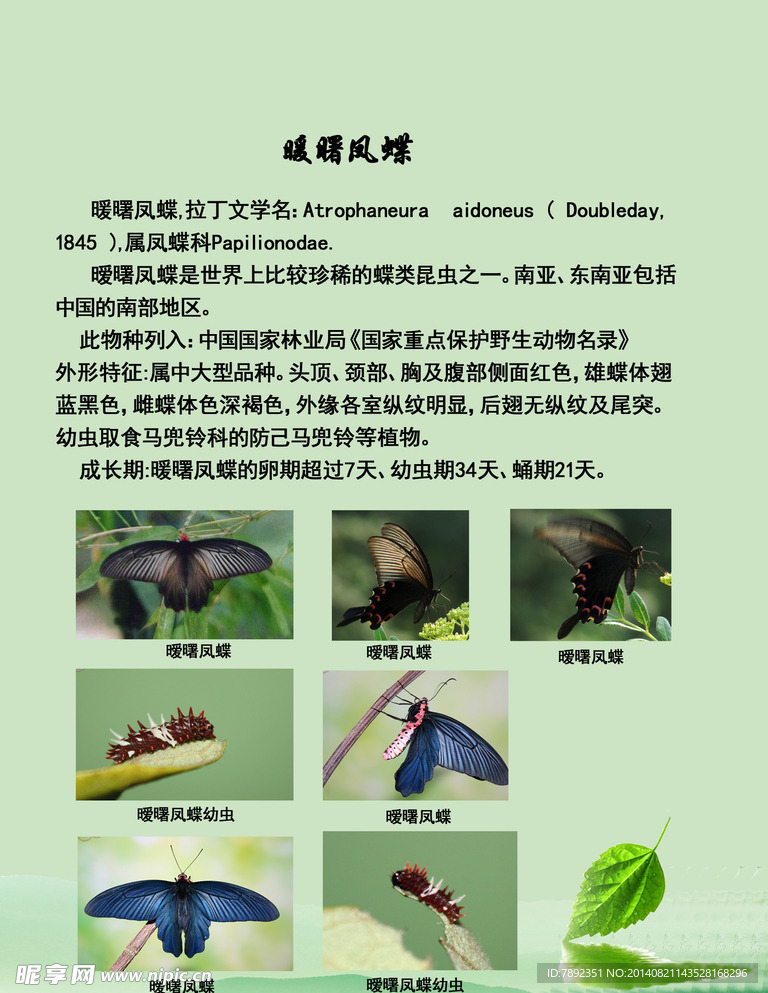 美丽昆虫