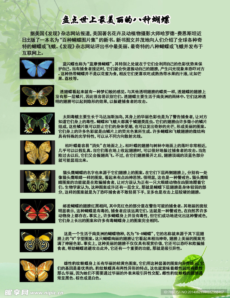 世上最美丽的八种蝴蝶