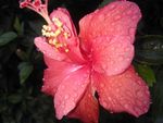 花瓣泪
