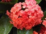 小红花瓣
