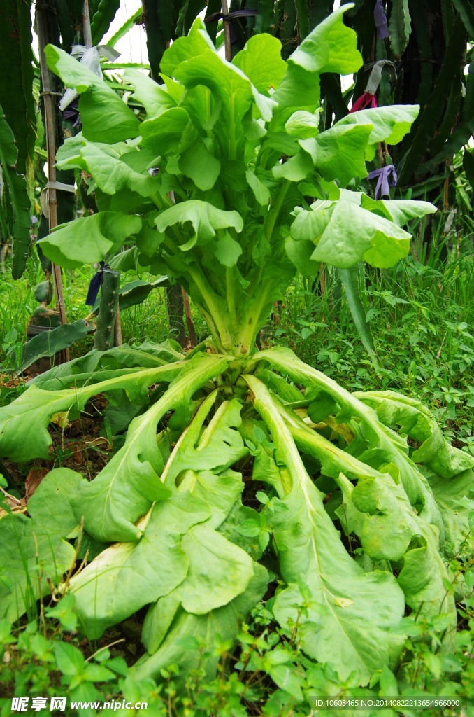 野生蔬菜 莴笋