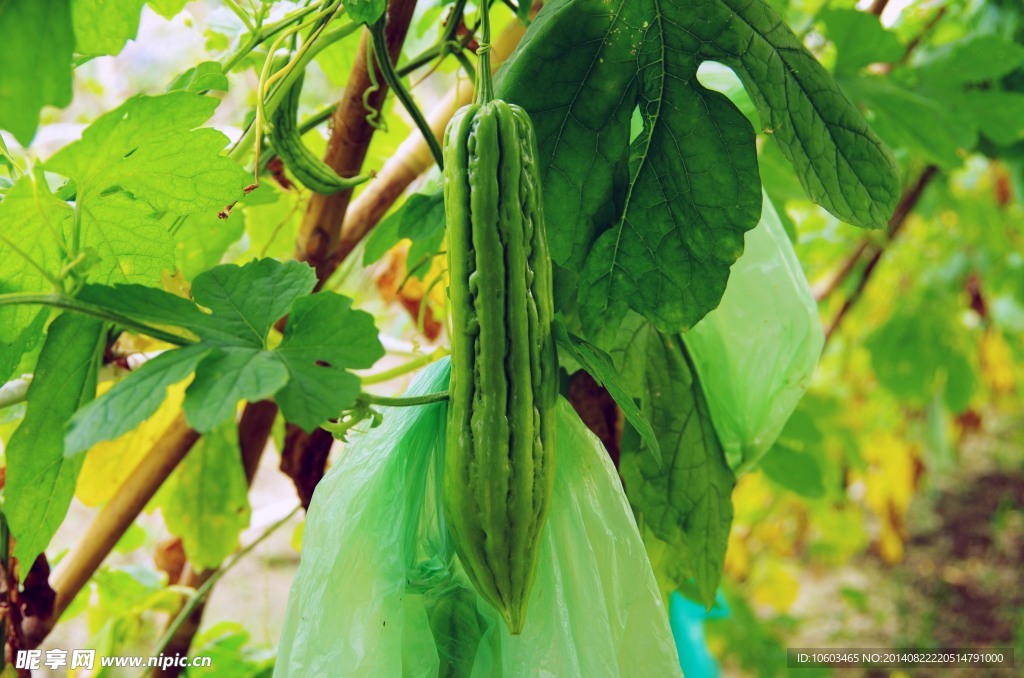 大苦瓜 菜篮子工程