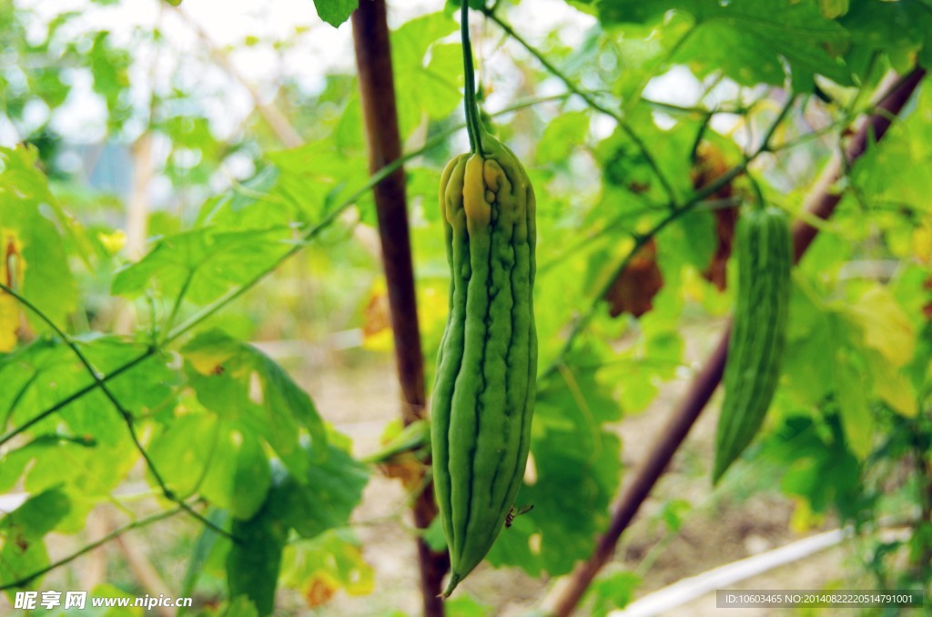 大苦瓜 菜篮子工程