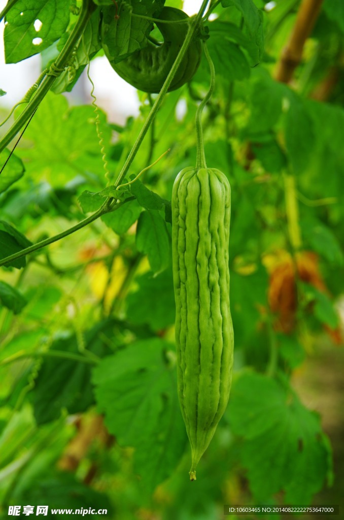 大苦瓜 蔬菜基地
