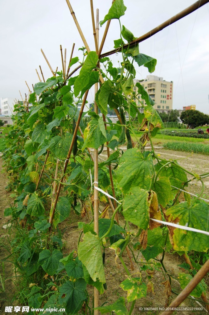 瓜果棚架 蔬菜基地