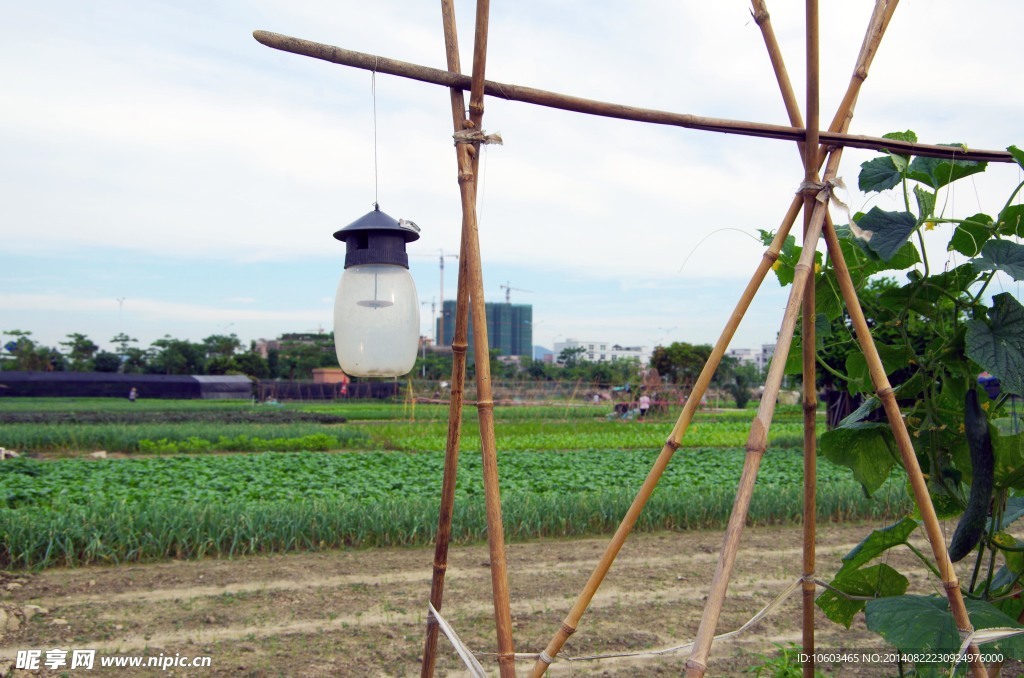 菜篮子工程 蔬菜基地