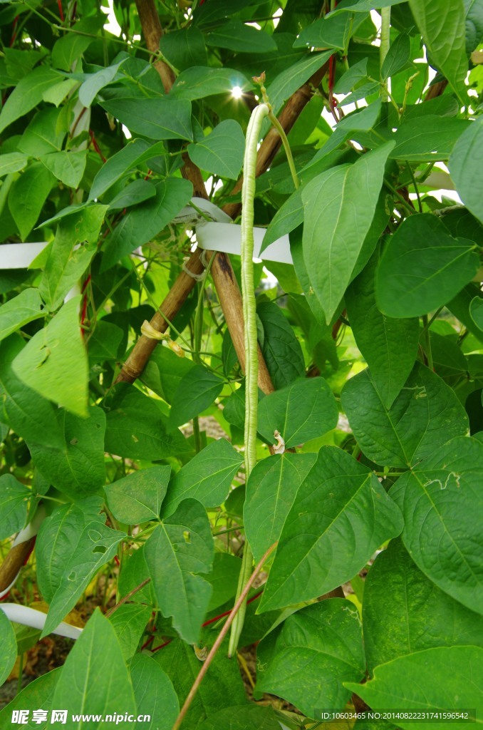 豆角 蔬菜基地