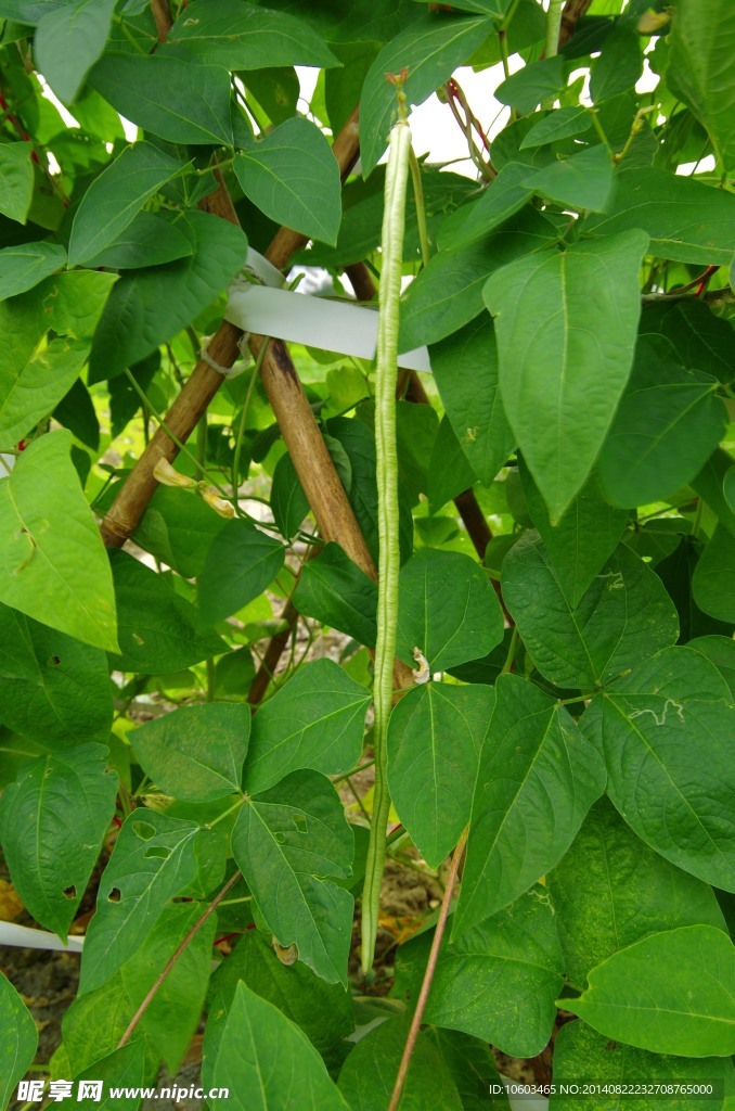 豆角 蔬菜基地