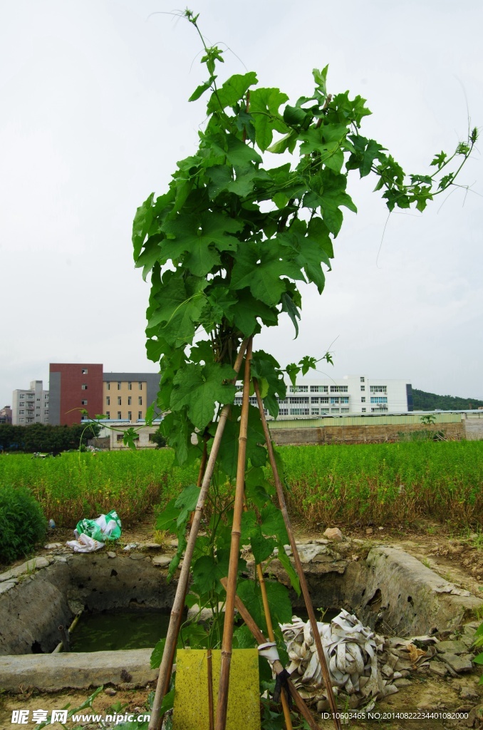 单株棚架丝瓜