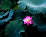 护花使者