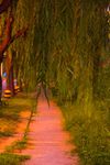 夕阳柳树