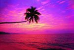 海边椰子树