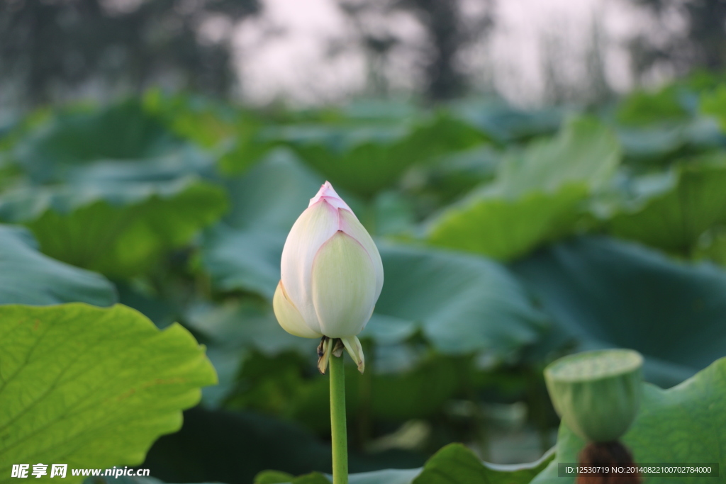荷花