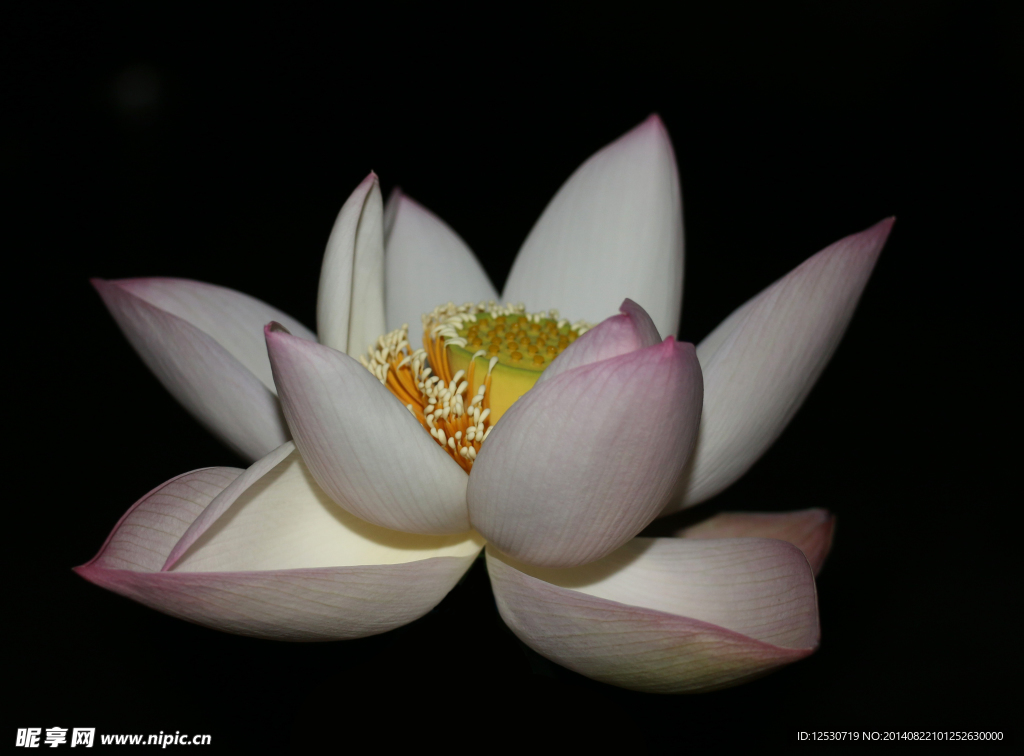 荷花
