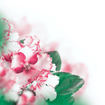鲜花背景素材