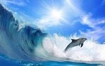 海豚