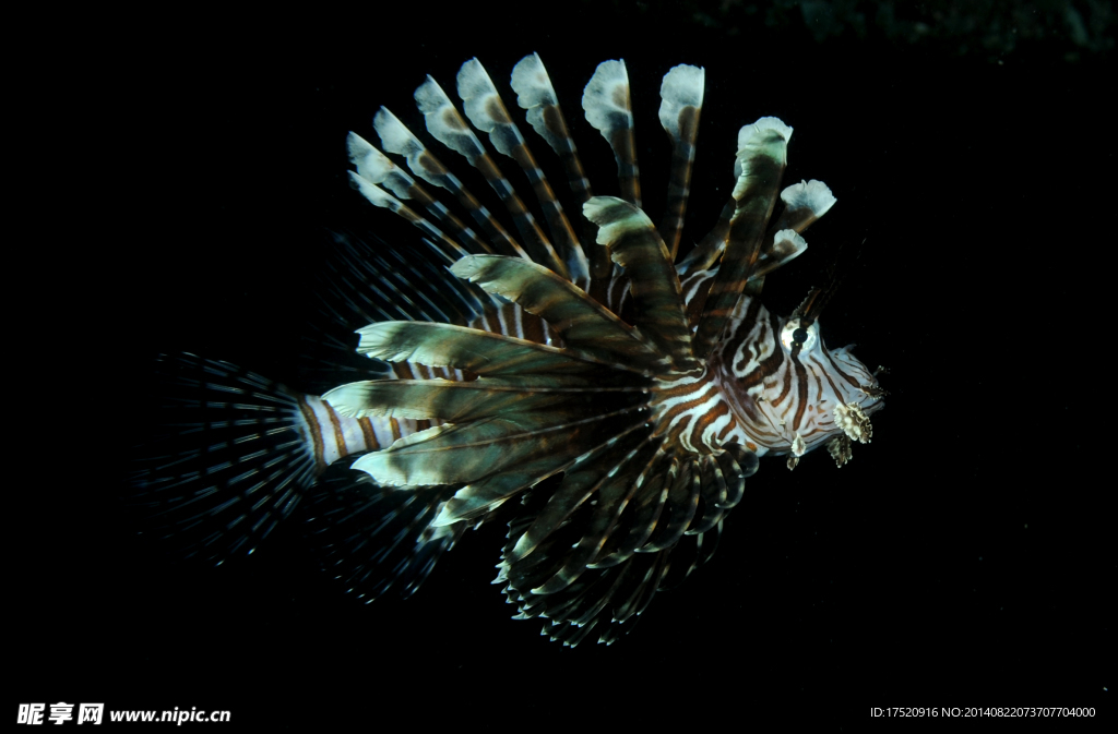 海洋生物