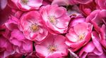 落花