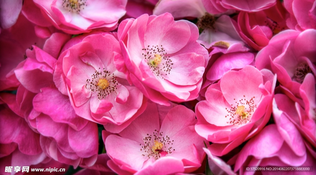 落花