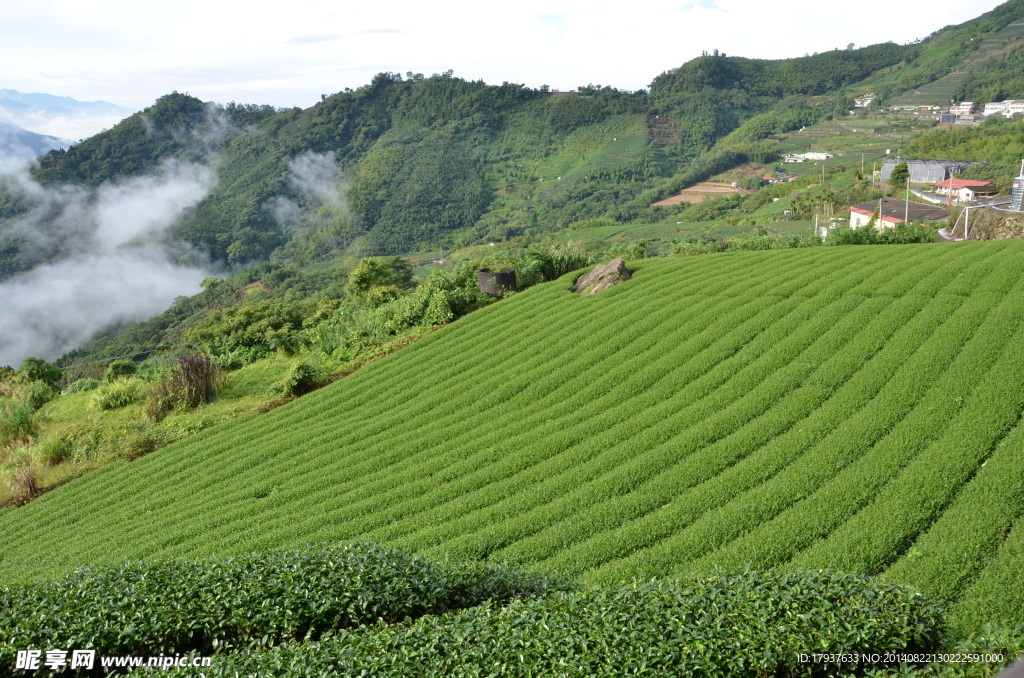 阿里山茶园