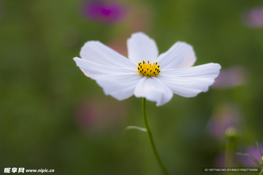 白花